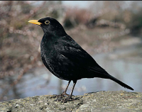 blackbird