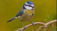 blue-tit2